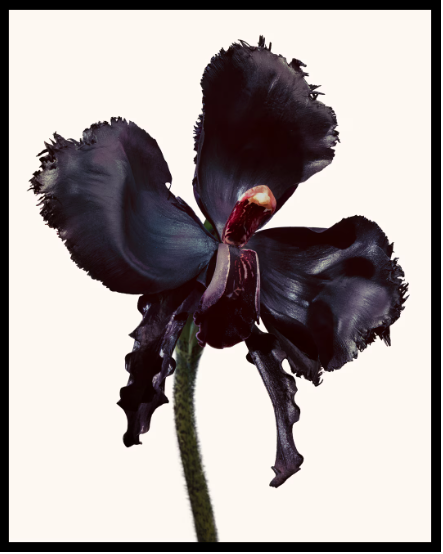 Tom Ford Black Orchid Reserve Parfum - 50ML