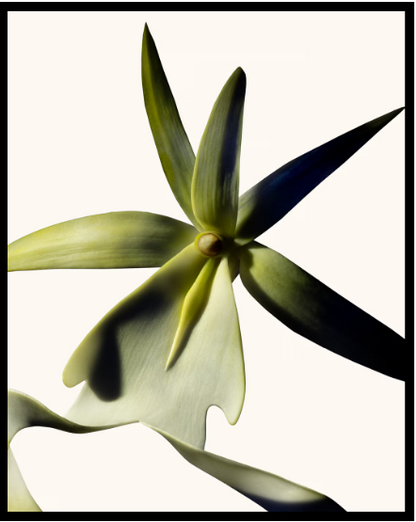 Tom Ford Black Orchid Reserve Parfum - 50ML