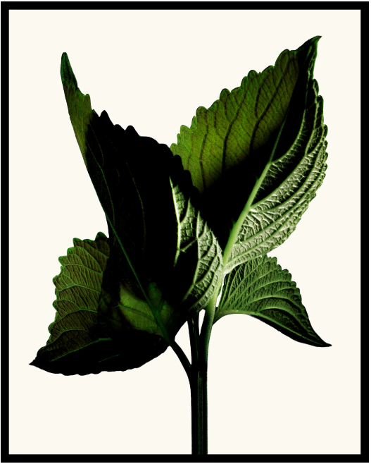 Tom Ford Black Orchid Reserve Parfum - 50ML